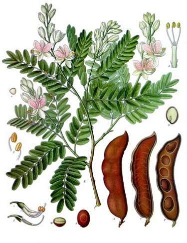 Image Credit: Franz Eugen K?hler, K?hler's Medizinal-Pflanzen
Rights: Public Domain
Source:http://commons.wikimedia.org/wiki/File:Koeh-134.jpg Contact-image